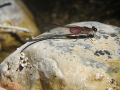 Hetaerina vulnerata