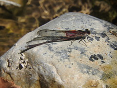 Hetaerina vulnerata