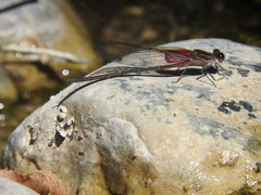 Hetaerina vulnerata