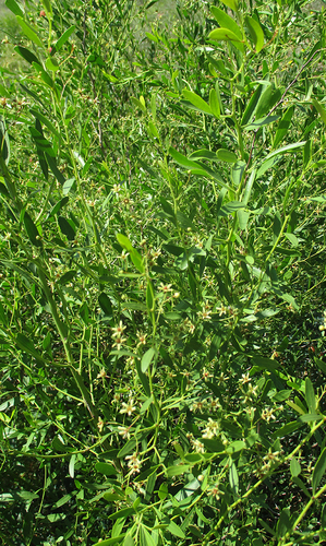 Gymnosporia tenuispina image