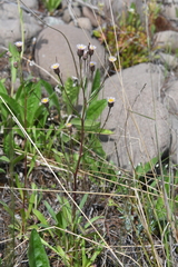Erigeron acris