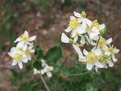 Thalictrum tuberosum