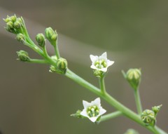 Thesium divaricatum
