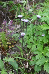Erigeron eriocalyx