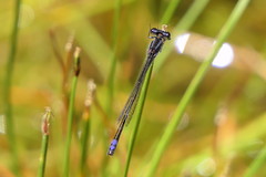 Proischnura polychromatica