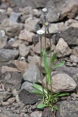 Erigeron eriocephalus