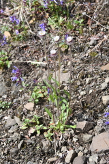 Erigeron eriocephalus