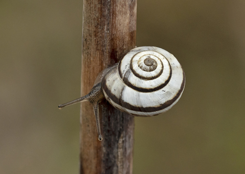 Vineyard Snail