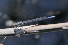 Pseudagrion draconis