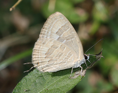 Jamides celeno celeno