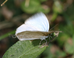 Jamides celeno celeno