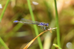 Proischnura polychromatica