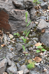 Hieracium putoranicum