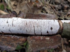 Vuilleminia comedens