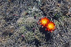 Lobivia maximiliana westii