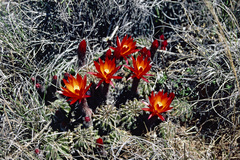 Lobivia maximiliana westii