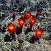 Lobivia maximiliana westii - Photo (c) Martin Lowry, alguns direitos reservados (CC BY-NC), enviado por Martin Lowry