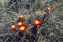 Lobivia maximiliana westii