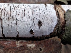 Vuilleminia comedens