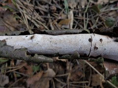 Vuilleminia comedens