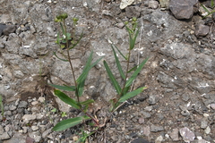 Hieracium putoranicum