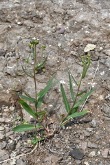 Hieracium putoranicum