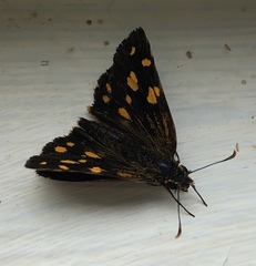 Metisella metis