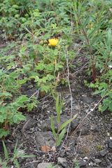 Hieracium putoranicum
