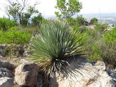 Dasylirion parryanum