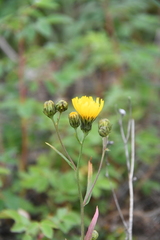 Hieracium putoranicum