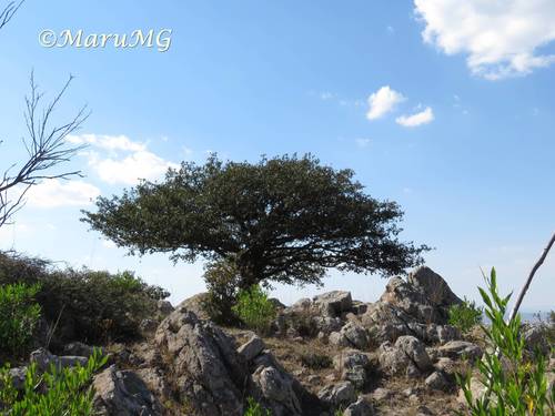 Quercus potosina