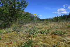 Hieracium putoranicum
