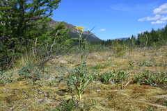 Hieracium putoranicum