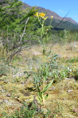 Hieracium putoranicum