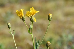 Hieracium putoranicum