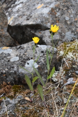 Hieracium putoranicum
