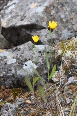 Hieracium putoranicum