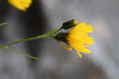 Hieracium putoranicum