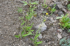 Hieracium pseudofariniramum