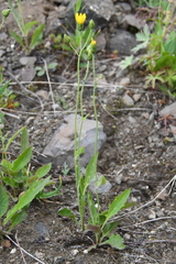 Hieracium pseudofariniramum