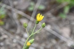 Hieracium pseudofariniramum
