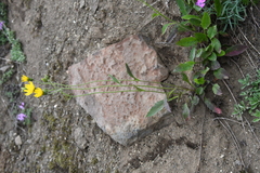 Hieracium pseudofariniramum