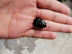 Gymnetina alboscripta