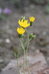 Hieracium pseudofariniramum