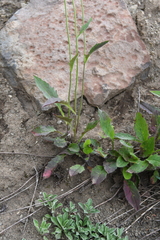 Hieracium pseudofariniramum