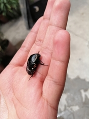 Gymnetina alboscripta