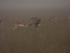Antilope cervicapra