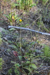 Hieracium subfariniramum