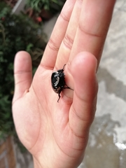 Gymnetina alboscripta