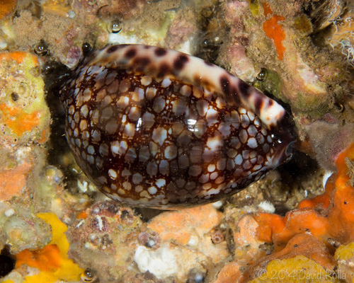 Reticulated Cowry